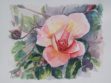 Rose de mon jardin, A4
